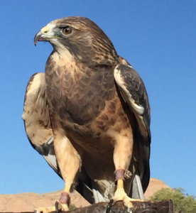 adopt a hawk new mexico wildlife center