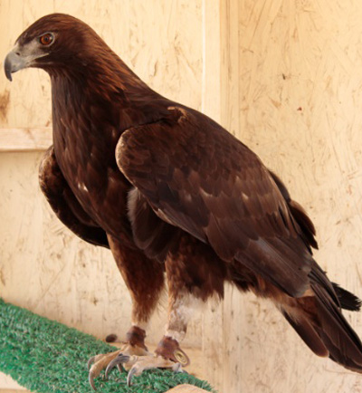 Meet The Animal Ambassadors New Mexico Wildlife Center