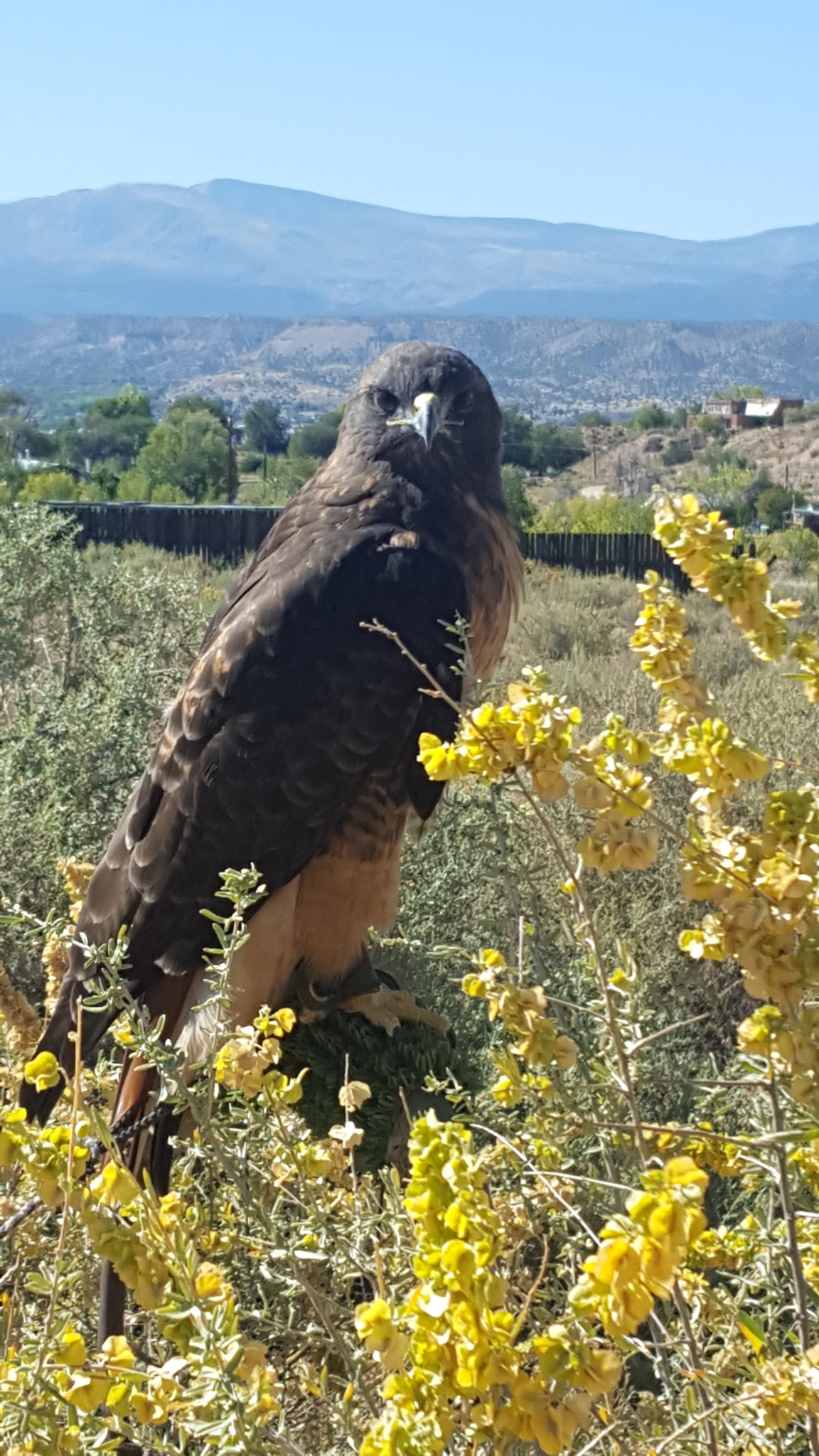 Meet the Ambassador Animals - New Mexico Wildlife Center