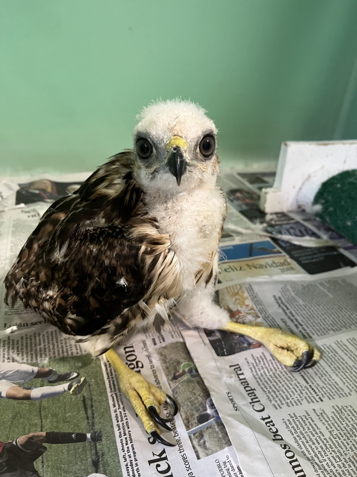 home-new-mexico-wildlife-center