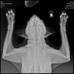 Digital X-ray Bobcat