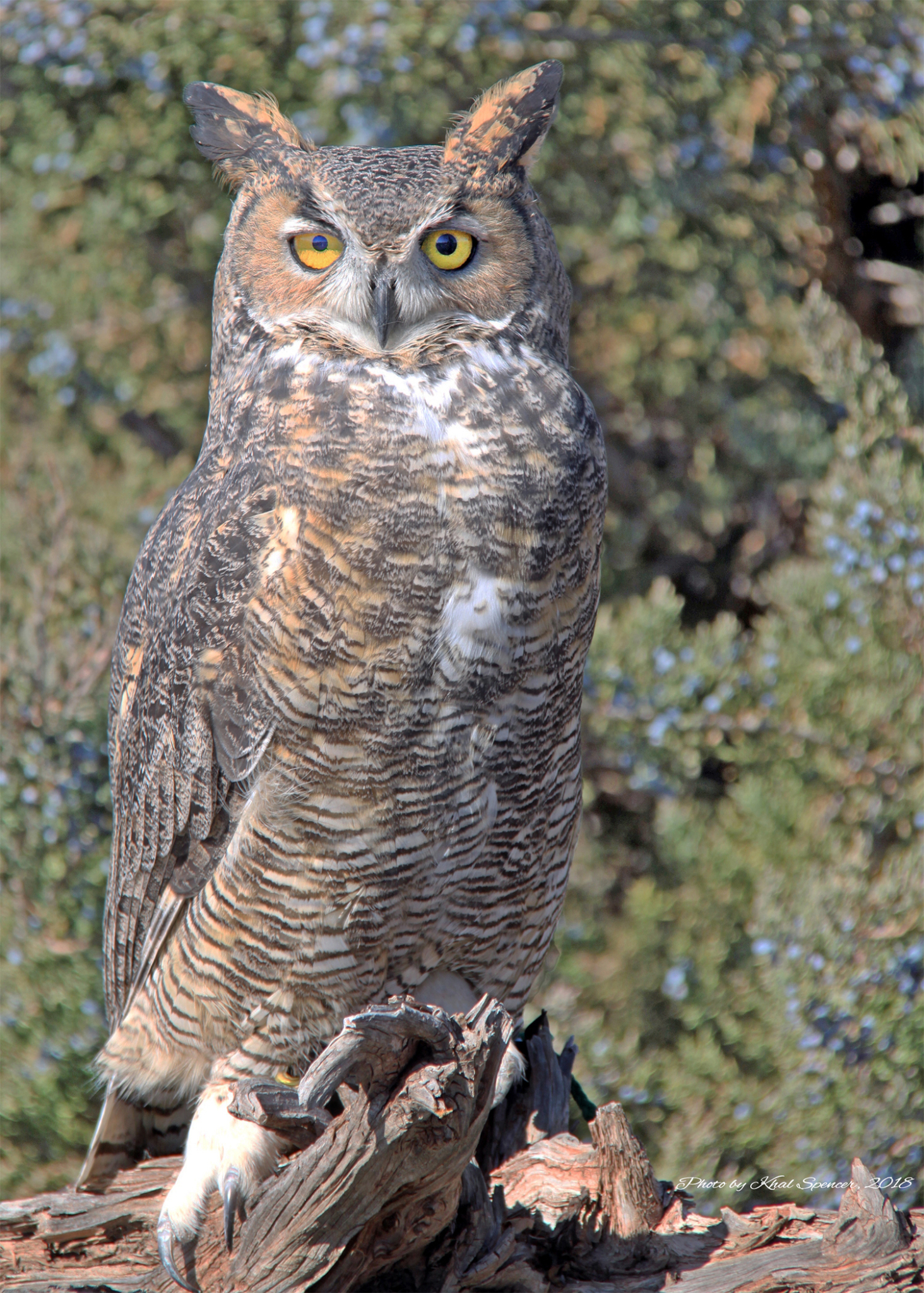 oscar-the-great-horned-owl-new-mexico-wildlife-center
