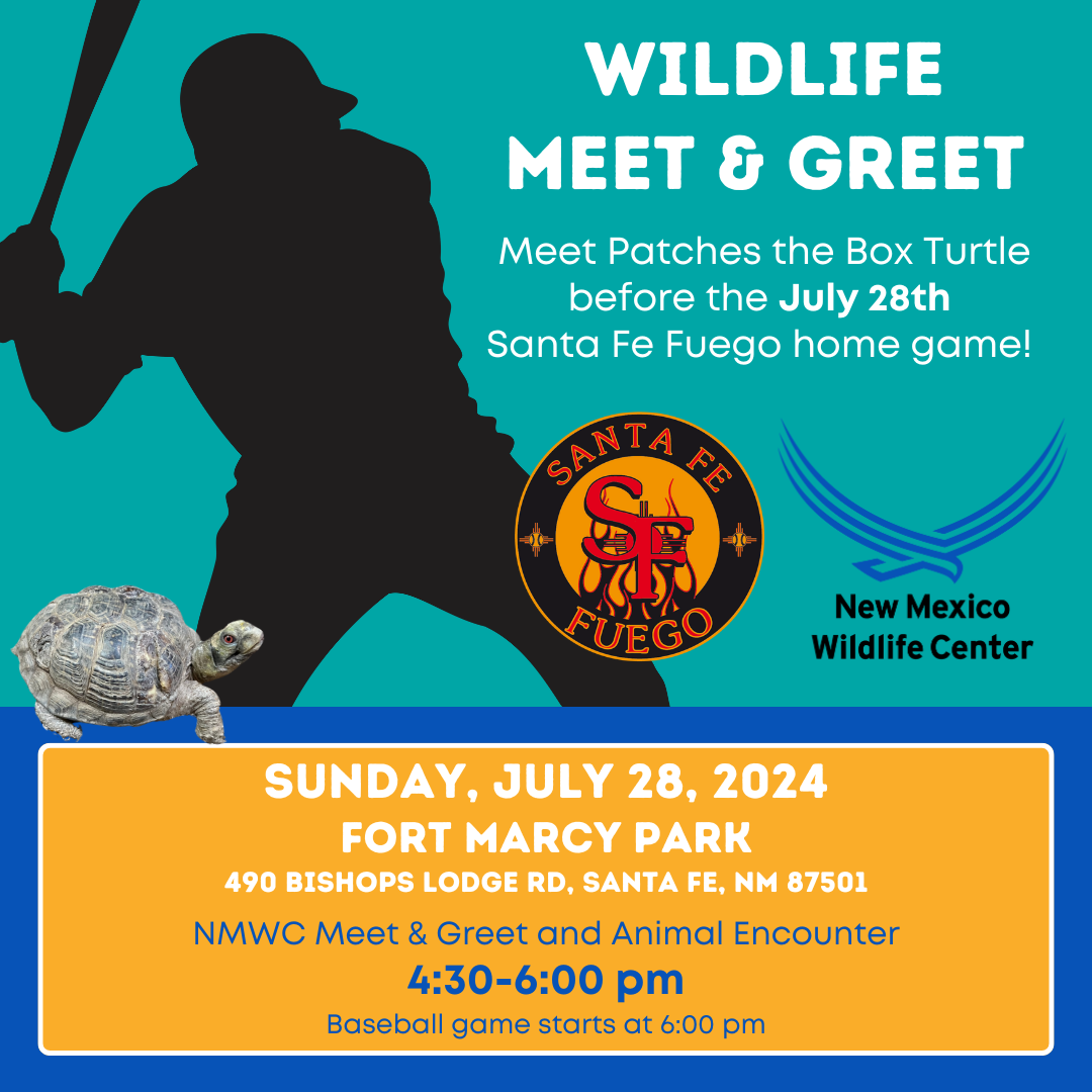 A black silhouette of a baseball player on a turquoise background. On the right are the logos for the Santa Fe Fuego baseball team and New Mexico Wildlife Center. On the left is a photo of Patches the box turtle. Text on the image advertises a Wildlife Meet & Greet before the July 28th Santa Fe Fuego game, 4:30-6pm at Fort Marcy Park in Santa Fe.