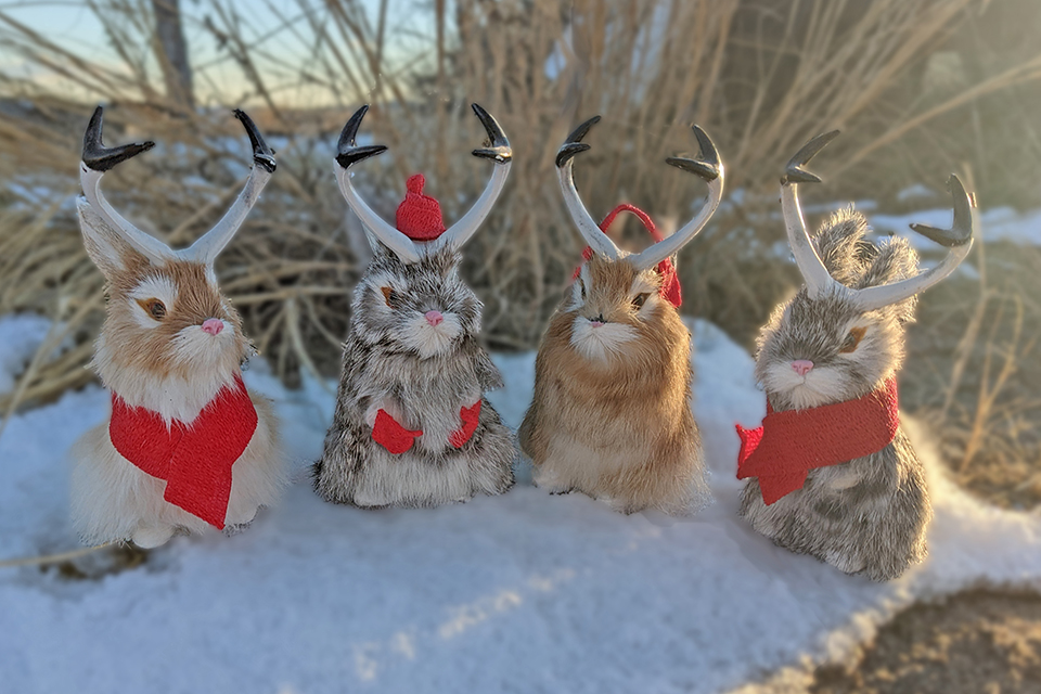 PXL_20221116_231900827 Jackalopes 2 edited for support pg