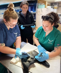 three staff members use a hand-held device on a crow patient