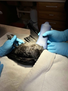 Closeup of handheld ultrasound being used on crow patient